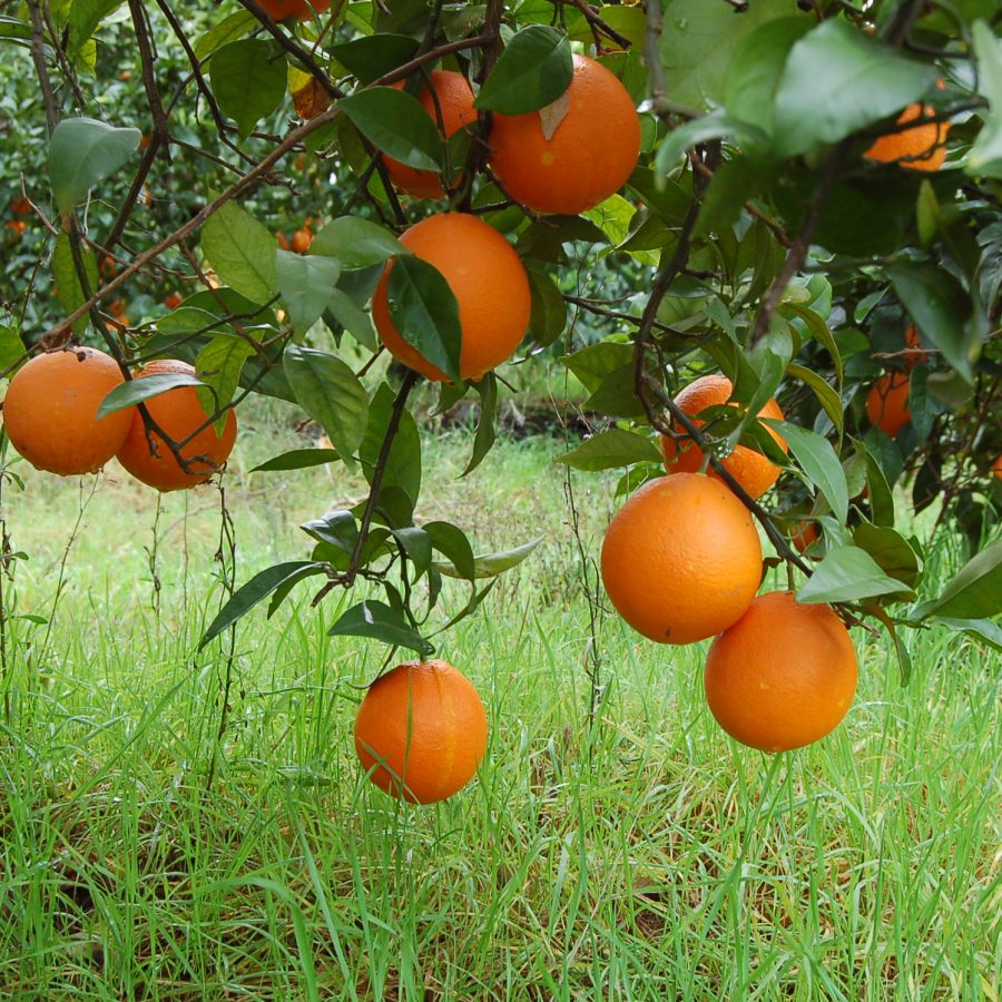 Naranjas ecológicas 9,5 kg