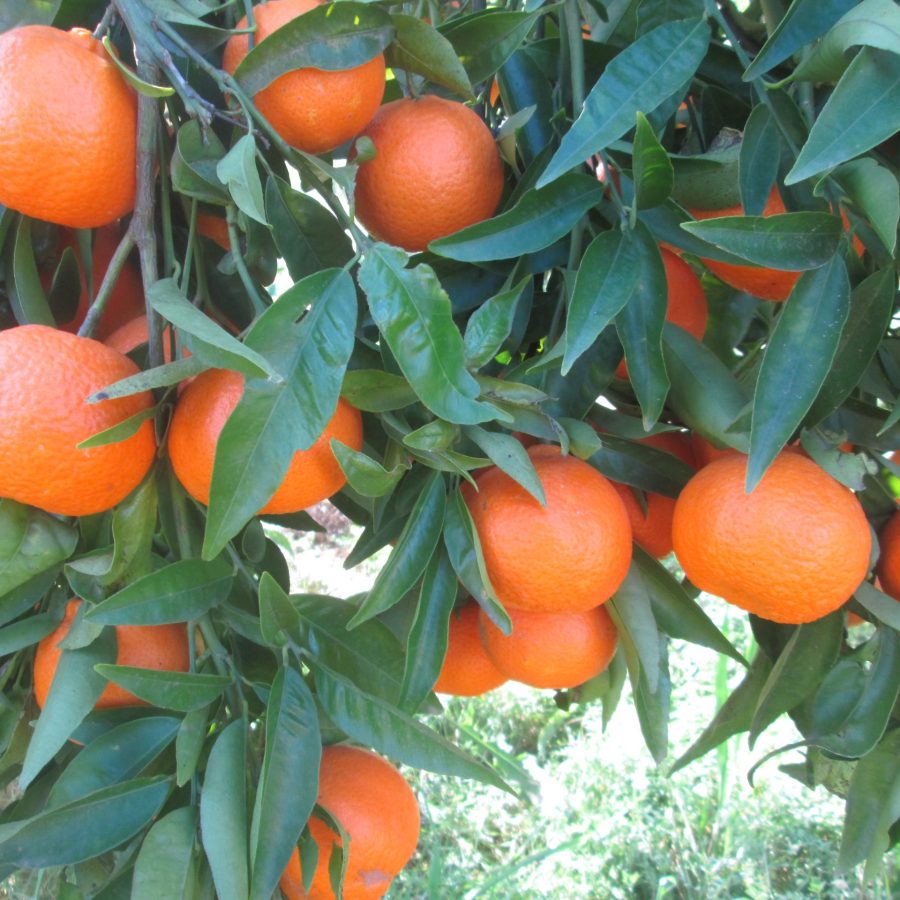 Mandarinas ecológicas 19 kg (MUY PRONTO)