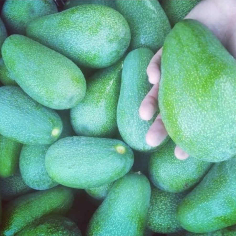 Aguacates ecológicos 9,5 kg "NOVEDAD DE TEMPORADA"
