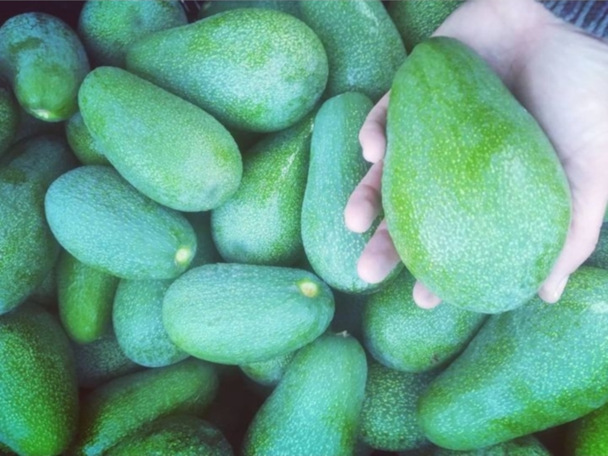 Aguacates