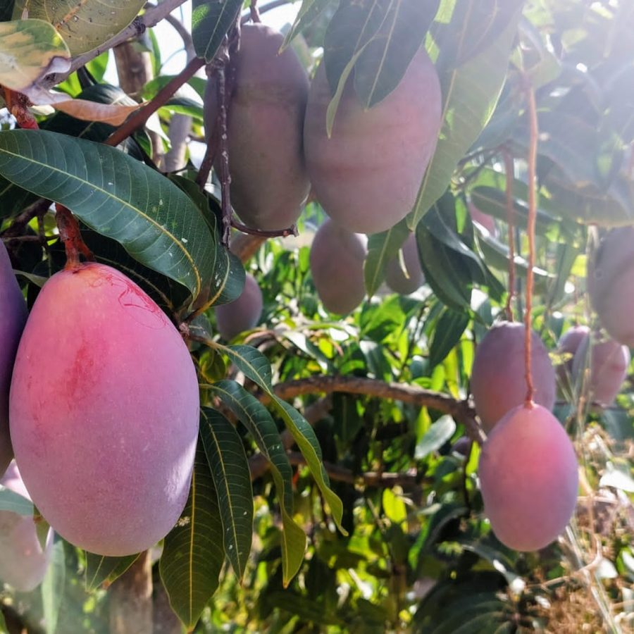 Mangos ecológicos 9,5 kg "NOVEDAD DE TEMPORADA"